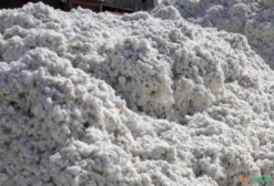 Caroço de Algodão a Granel – Alta Proteína e Energia para Gado