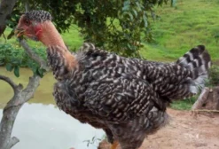Frango Caipira Label Barrada (Pescoço Pelado Carijó) – Rápido Crescimento e Alta Qualidade