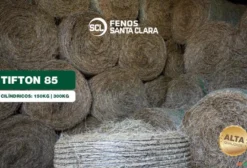 Feno Tifton 85 Tipo A – 150 kg (Cilíndrico) – Terenos/MS