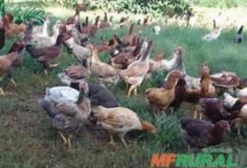 Galinhas e Frangos Caipira Vivos – Venda por Atacado (acima de 100 unidades) em Matias Barbosa/MG
