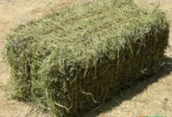Fardo de Alfafa para Nutrição Animal – 18 a 22 kg