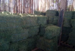 Feno de Alfafa Premium em Fardos de 18kg - Cerquilho/SP