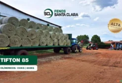 Feno Tifton 85 Tipo A – Fardo 300 kg para Equinos e Bovinos – Terenos/MS