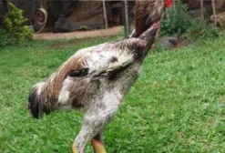 Índio Gigante (IG) – Pintinhos, Ovos Férteis e Aves Adultas – Americana/SP