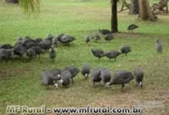 Filhotes de Galinha d'Angola (Guiné/Capote) em São Roque/SP - Predadores Naturais de Escorpiões