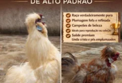Galos Sedosos do Japão de Alto Padrão – Raça Exótica e Dócil