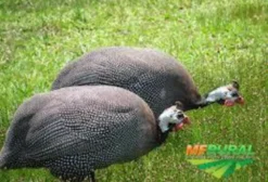 Pintinhos de Galinha D'Angola – Campo Grande MS