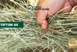 Feno Tifton 85 Tipo A – Fardo 20kg para Equinos e Bovinos