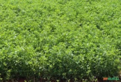 Feno de Alfafa Premium com Alto Teor de Proteína – Fardo de 18 kg