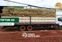 Feno Tifton 85 Tipo B – Fardo 20kg – Alta Digestibilidade para Equinos e Bovinos