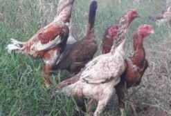Ovos Galados de Índio Gigante – Juína/MT