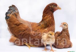 Galinhas Poedeiras Embrapa 51 – Alto Rendimento em Ovos Caipiras – Atibaia/SP