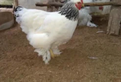 Ovos Galados de Galinha Brahma - Fertilizados para Chocadeira
