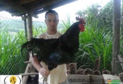 Ovos Galados de Gigante Negro Jersey - Fertilizados para Choco