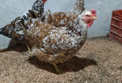 Ovos Galados Galinha Balão GSB – Dúzia