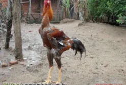 Índio Gigante - Ovos e Pintinhos de Alta Qualidade em Campinas/SP