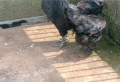 Galo Ayam Cemani Jovem – Ave Exótica Indonésia Totalmente Preta