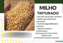 Milho Triturado para Ração Animal e Confinamento - Preço por Unidade