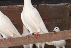 Pombos Brancos Saudáveis – Venda por Unidade em Osasco/SP