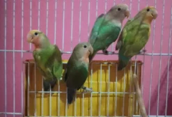 Agapornis Roseicollis Linha Verde Anilhado - Macho e Fêmea