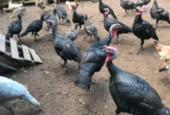Peru Caipira Criado Solto - Sem Antibióticos - São Paulo/SP