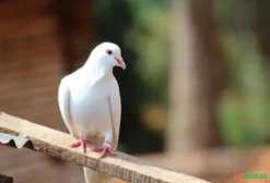 Pombo Branco Vivo para Cerimônia, Casamento e Aniversário - Guarulhos/SP
