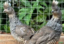 Casal de Perdiz Escamada (Calloperdix ocellatus) – Ave Ornamental Exótica