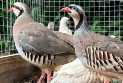 Casal de Perdiz Chukar Canela – Mutação Rara em Blumenau/SC