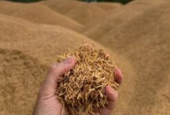 Casca de Arroz In Natura e Moída para Nutrição Animal – Pronta Entrega