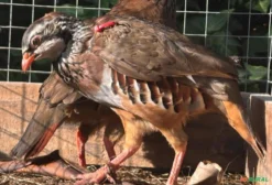 Casal de Perdiz Roja (Alectoris rufa) – Aves Ornamentais