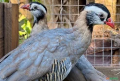 Casal de Perdiz Árabe (Alectoris melanocephala) – Aves Ornamentais Exóticas em Blumenau/SC