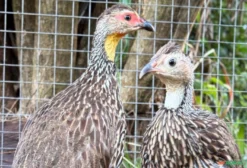 Casal de Francolim de Pescoço Amarelo (Pternistis leucoscepus) – Aves Ornamentais Exóticas