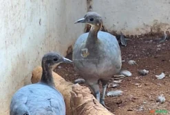 Casal de Macuco (Tinamus solitarius) - Ave Nativa da Mata Atlântica para Criação Conservacionista
