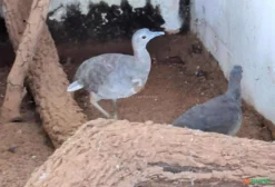 Casal de Jaó (Crypturellus tataupa) – Aves Ornamentais Nativas do Brasil
