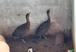 Casal de Perdiz Brasileira (Rhynchotus rufescens) - Ave Ornamental Nativa