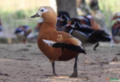 Casal de Tadorna ferruginea (Pato-ferrugem) - Ave Aquática Ornamental Exótica