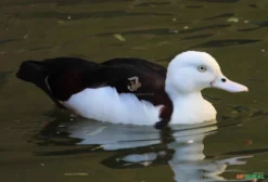 Casal de Tadorna Radja (Tadorna-de-Bochecha-Branca) – Ave Aquática Ornamental