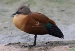 Casal de Tadorna Cana (South African Shelduck) – Ave Aquática Ornamental Exótica