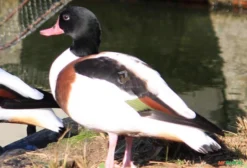 Casal de Tadorna Tricolor (Australian Shelduck) – Aves Ornamentais – Blumenau/SC