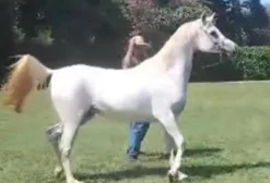 Cavalo Árabe à Venda em Mogi das Cruzes - SP
