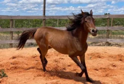 Égua Puro Sangue Árabe Castanha, 2 Anos, Registrada e Dócil