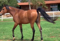 Cavalo Puro Sangue Árabe Macho Registrado – Arinos/MG