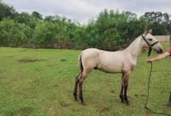 Potro Campolina Apollo – Jovem Garanhão em Valinhos SP