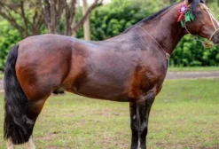 Cavalo Crioulo Registrado – Genética Superior, Performance e Confiabilidade