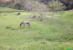 Cavalo Crioulo para Laço e Cavalgada em Camboriú/SC - Oportunidade Única