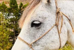 Cavalo Crioulo Puro Castrado - 8,5 a 10 Anos - Bom Jardim da Serra/SC
