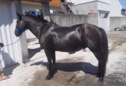 Cavalo Crioulo Castrado Zaino Marcado – Manso e Vai no Laço – Capivari de Baixo/SC