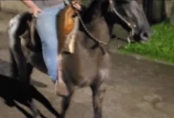 Cavalo Crioulo de Laço – Manso e Testável em Florianópolis/SC