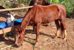 Cavalo Manso Castrado com Marcha Picada - 12 anos - São Domingos do Prata/MG