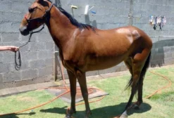 Égua Rainha do MZC - Mangalarga Marchador, 5 anos, Domada e Marcha Batida